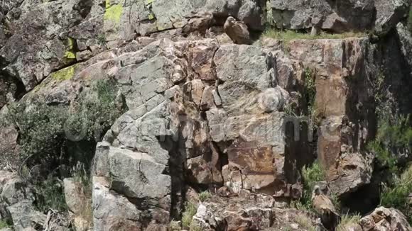 格里芬秃鹫与巢在西班牙视频的预览图