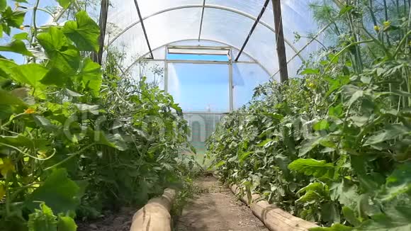 有机黄瓜和西红柿的幼苗生长在农场的温室里慢动作视频的预览图