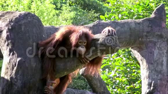 K4动物园里的一只成年猩猩在树顶上休息视频的预览图