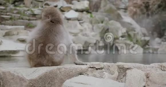 日本的一个温泉旁边坐着搔痒的雪猴视频的预览图