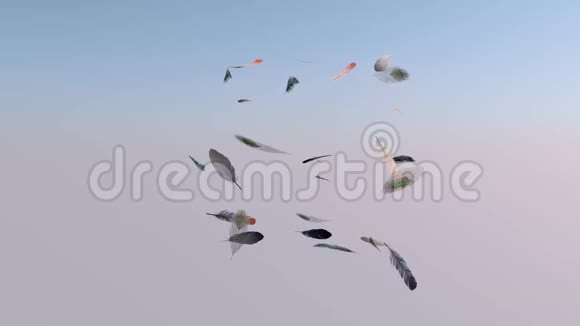 飞翔的羽毛空中飞翔的不同鸟类五颜六色的蓬松羽毛视频的预览图