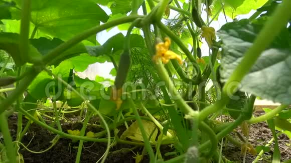 成熟的黄瓜和小果卵巢茎上挂着黄色的花动作缓慢视频的预览图