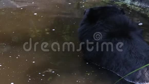 一只福沙黑熊在水中休息视频的预览图