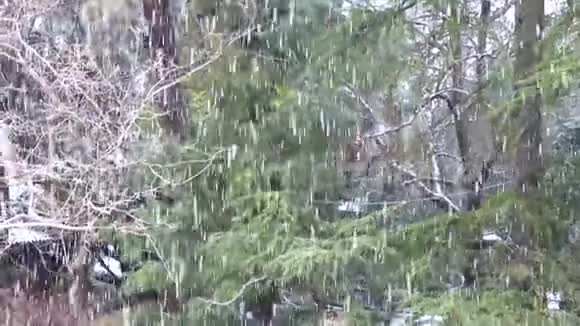 西西里的严冬雪与冷杉和棕榈树的背景穿雪夹克冬季视频的预览图