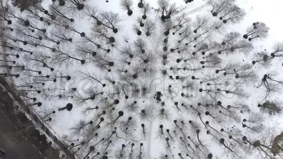 积雪覆盖的森林公园地带靠近巷道视频的预览图