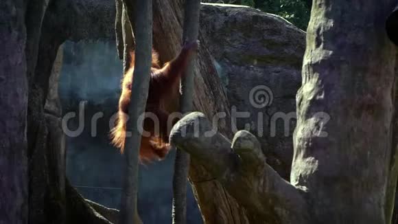 成年猩猩在森林动物园爬树的慢动作视频的预览图
