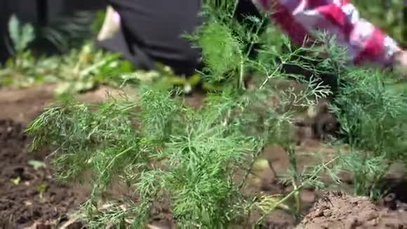 农民耕种土壤新鲜的有机绿色植物在阳光下生长视频的预览图
