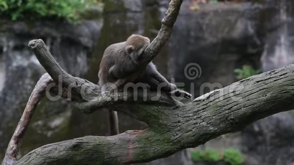 台湾岩斑猴睡在树顶上起身行走视频的预览图