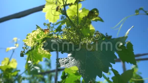 阳光下的绿色葡萄蓝天慢动作有机农场种植的小葡萄总状花序视频的预览图