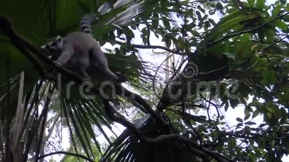 4K狐猴在动物园的树枝上散步视频的预览图