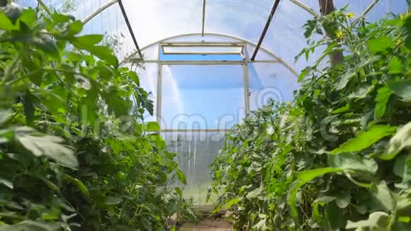 蔬菜作物在宽敞的温室里成排生长视频的预览图