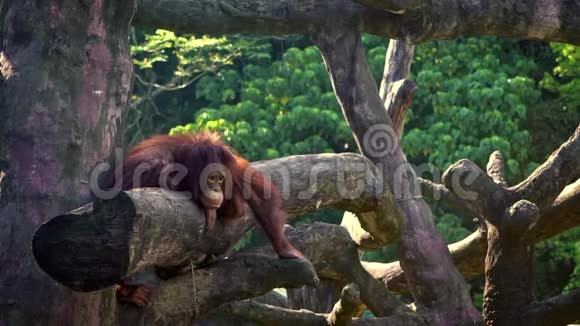 在森林动物园里成年猩猩在树顶上休息的慢动作视频的预览图