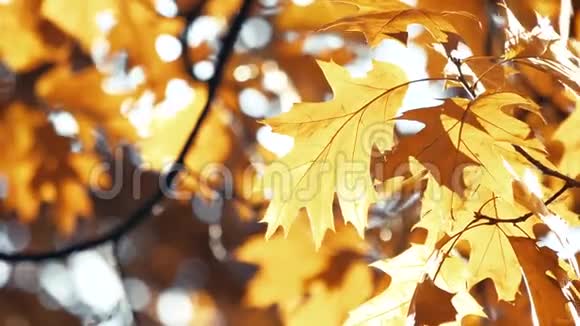 褪色的秋橡树叶视频的预览图