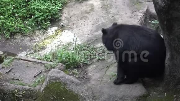 一只成年的福沙黑熊在动物园里用墙抓背视频的预览图