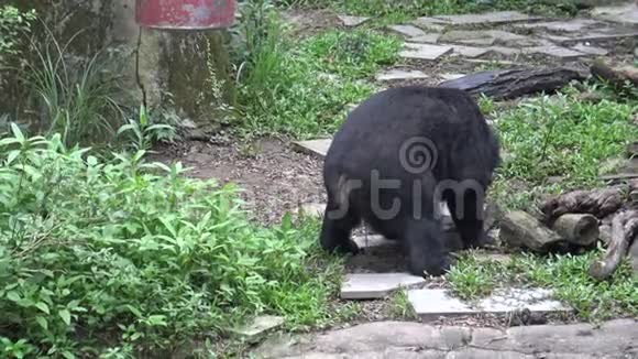 一只成年福莫萨黑熊在动物园里的炎热夏季在户外活动视频的预览图