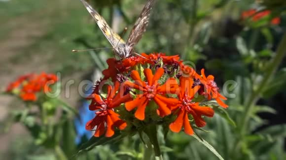 动作缓慢美丽的蝴蝶长触角坐在一朵红花上以花蜜为食成虫视频的预览图