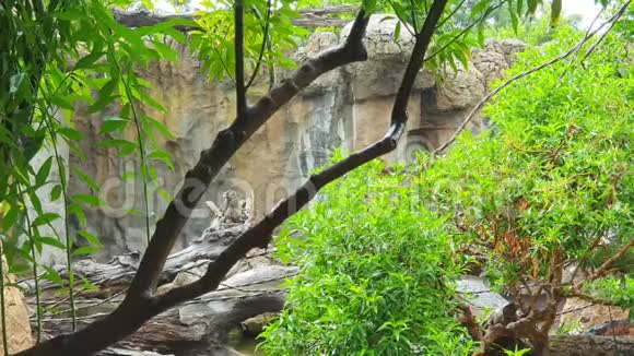 野生动物园里的两只猴子坐在雨中的一棵树上视频的预览图