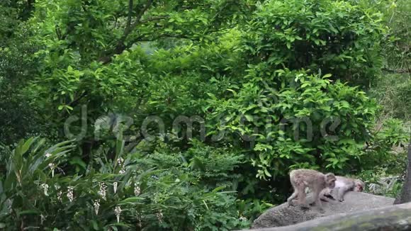 两只台湾山岩猕猴坐在岩石上站起来在森林里散步视频的预览图