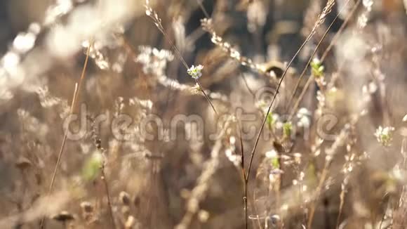 坠落镜头晒干的花和草在阳光下视频的预览图