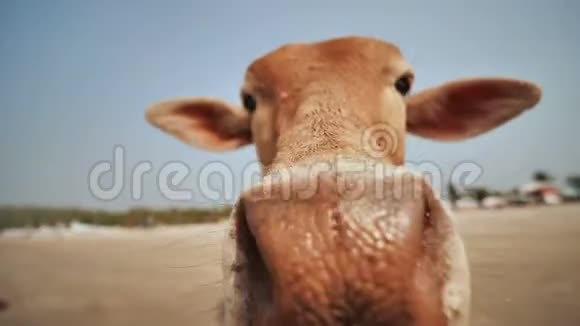 阿拉姆波海滩上的一头牛从游客手吃西瓜视频的预览图