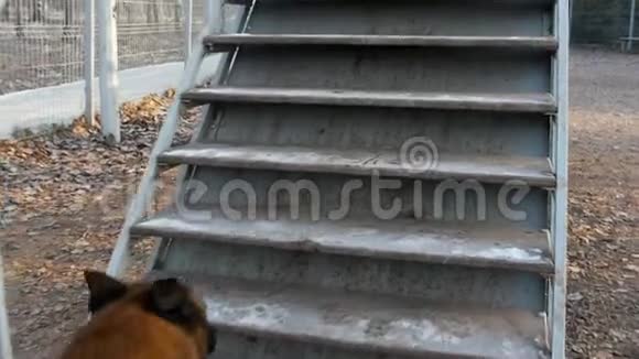 一只德国牧羊犬在户外的看台上奔跑视频的预览图