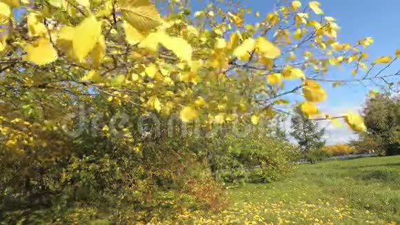 树叶发黄的树的树枝在风中摇摆视频的预览图