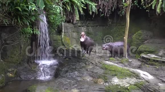4俾格米河马张开嘴有攻击性的迹象保护动物园的领地视频的预览图