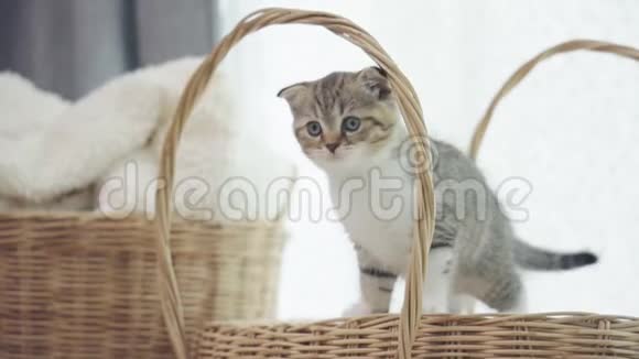 可爱的小猫从篮子的顶端爬下来视频的预览图