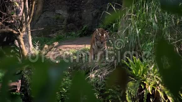 动物园树间草地上孟加拉虎的慢动作视频的预览图
