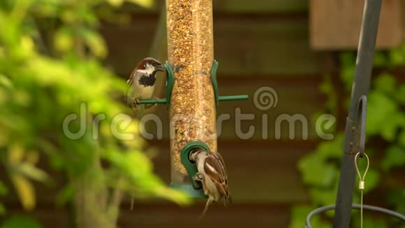 4K录像片段英国一个花园里的家麻雀在夏天吃鸟饲养器上的种子视频的预览图