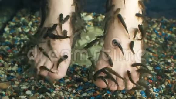 温泉鱼在女人的脚上视频的预览图
