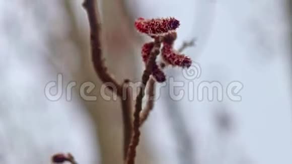 春天树枝上的柳絮视频的预览图