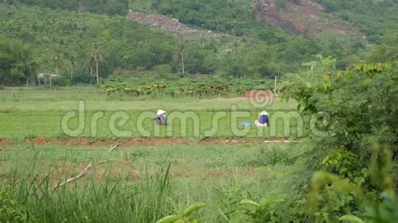 两名越南农民在山区种地4k视频的预览图