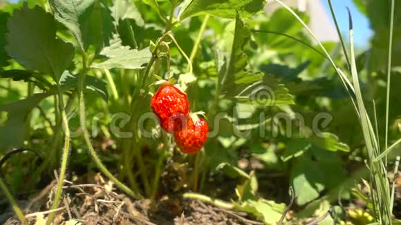 慢动作水慢慢落在草莓上成熟的草莓挂在茎上特写视频的预览图