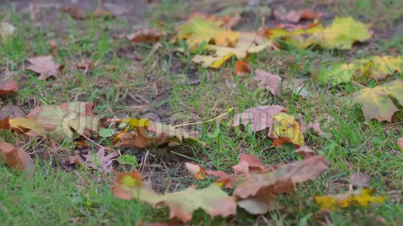 秋天的阴天干燥的枫叶落在绿草上视频的预览图