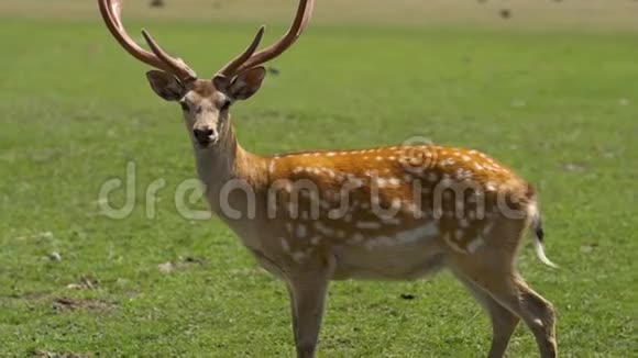 自然界中的斑点鹿鹿站着看着相机视频的预览图