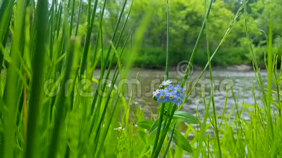 5花瓣蓝色的花与流动的河流在背景花园聚焦美丽的河岸蓝色的花被草包围视频的预览图