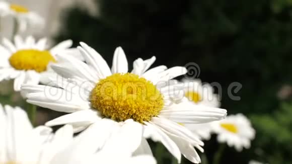 合上洋甘菊花朵美丽的自然场景与绽放的医学甘菊花园园艺夏天的花Camomille视频的预览图