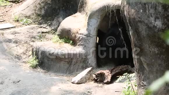一只福莫萨黑熊乌苏斯海贝纳斯福莫桑醒来走出洞穴视频的预览图