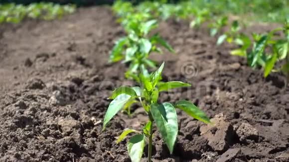 农场上生长着一排排整齐的胡椒灌木在阳光下种植有机蔬菜视频的预览图