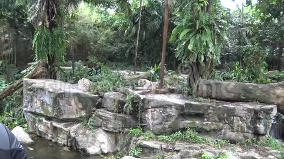 4k白虎躺着快起来在动物园里跑视频的预览图
