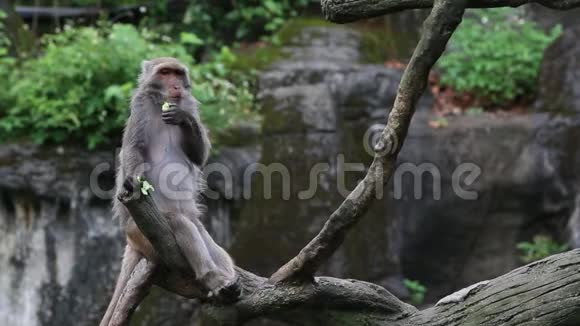 台湾山岩猕猴在动物园的树顶上吃蔬菜视频的预览图