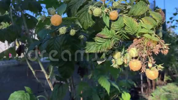 成熟的黄树莓灌木特写新鲜的黄树莓视频的预览图