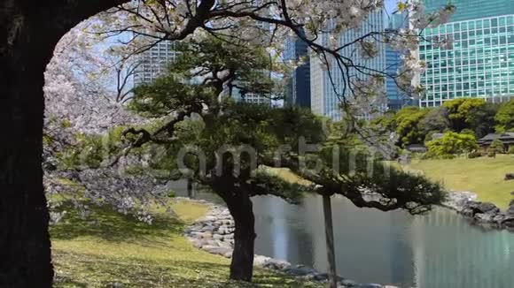 日本花园里的樱花落在地上视频的预览图