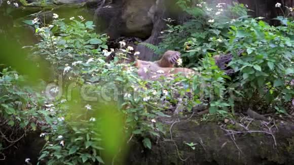 在动物园里太阳熊躺在树林中的草地上的慢动作视频的预览图