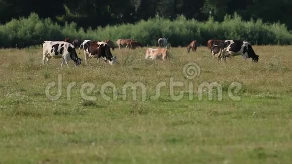 牛马白黑棕在田里放牧动物吃青草视频的预览图