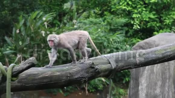 台湾岩斑猴在动物园的树顶上打壁视频的预览图