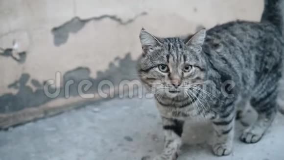 胆小的条纹猫不断的从镜头里跑开接线员在追他有趣的动物视频的预览图