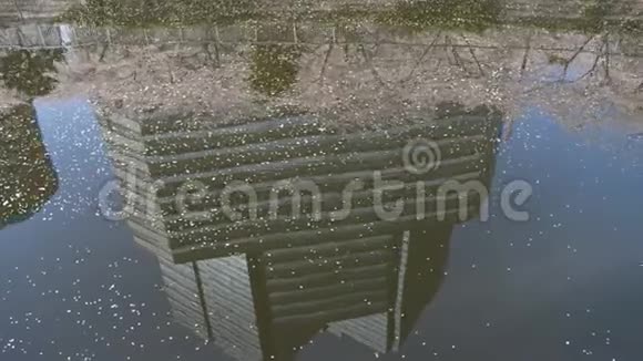 在河上的建筑物和樱花树的倒影视频的预览图