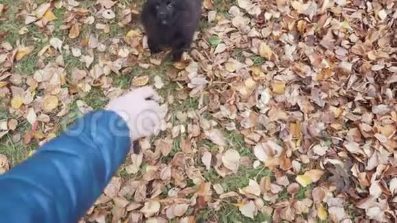 可爱的黑色波美拉尼亚斯皮茨在秋天公园玩玩具视频的预览图